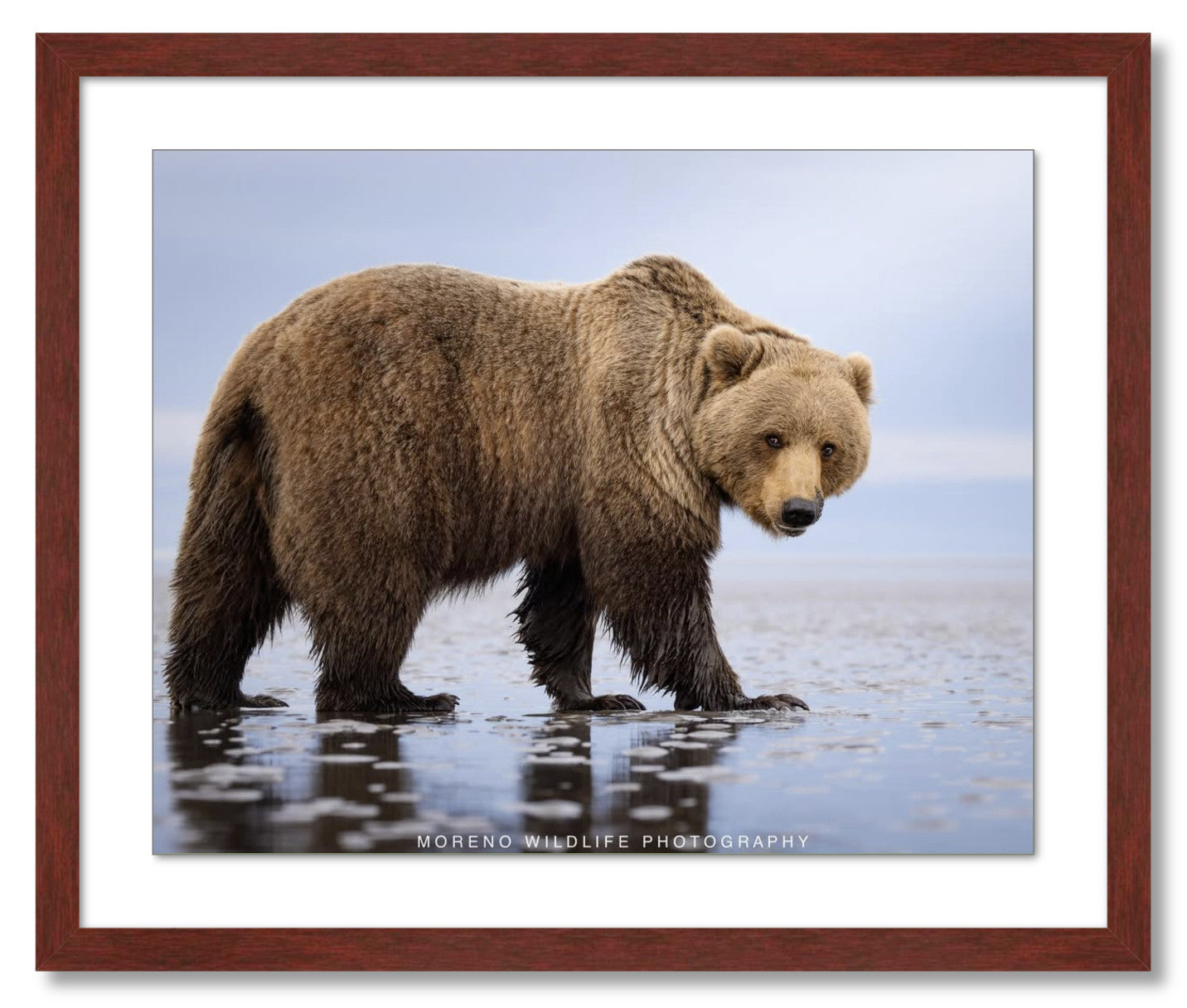 "Mudflats Bear"