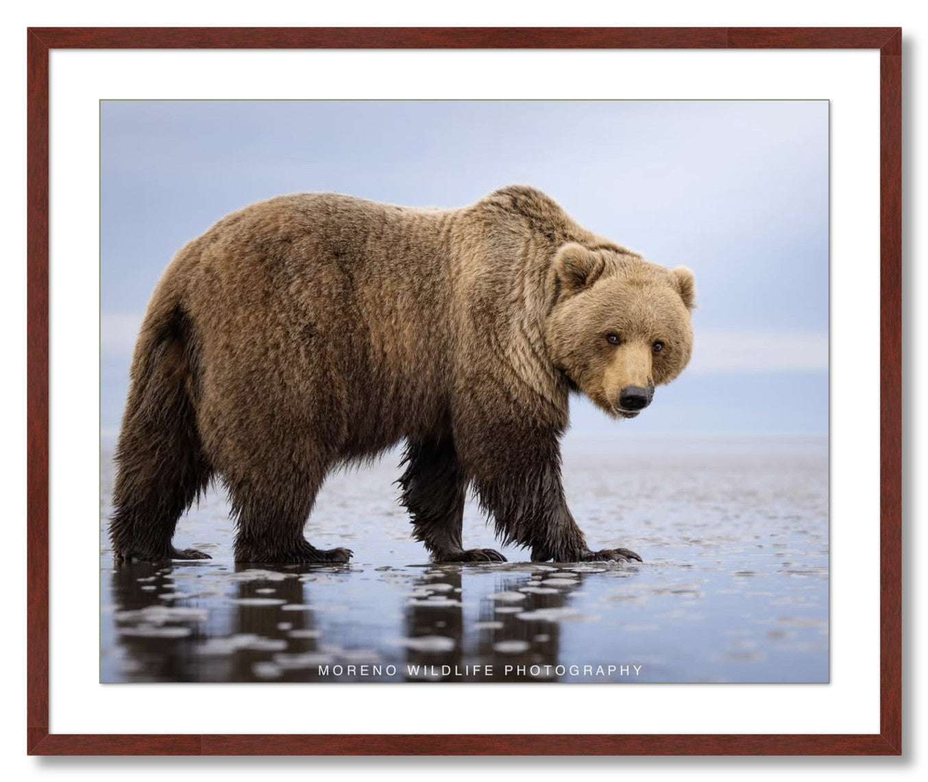 "Mudflats Bear"