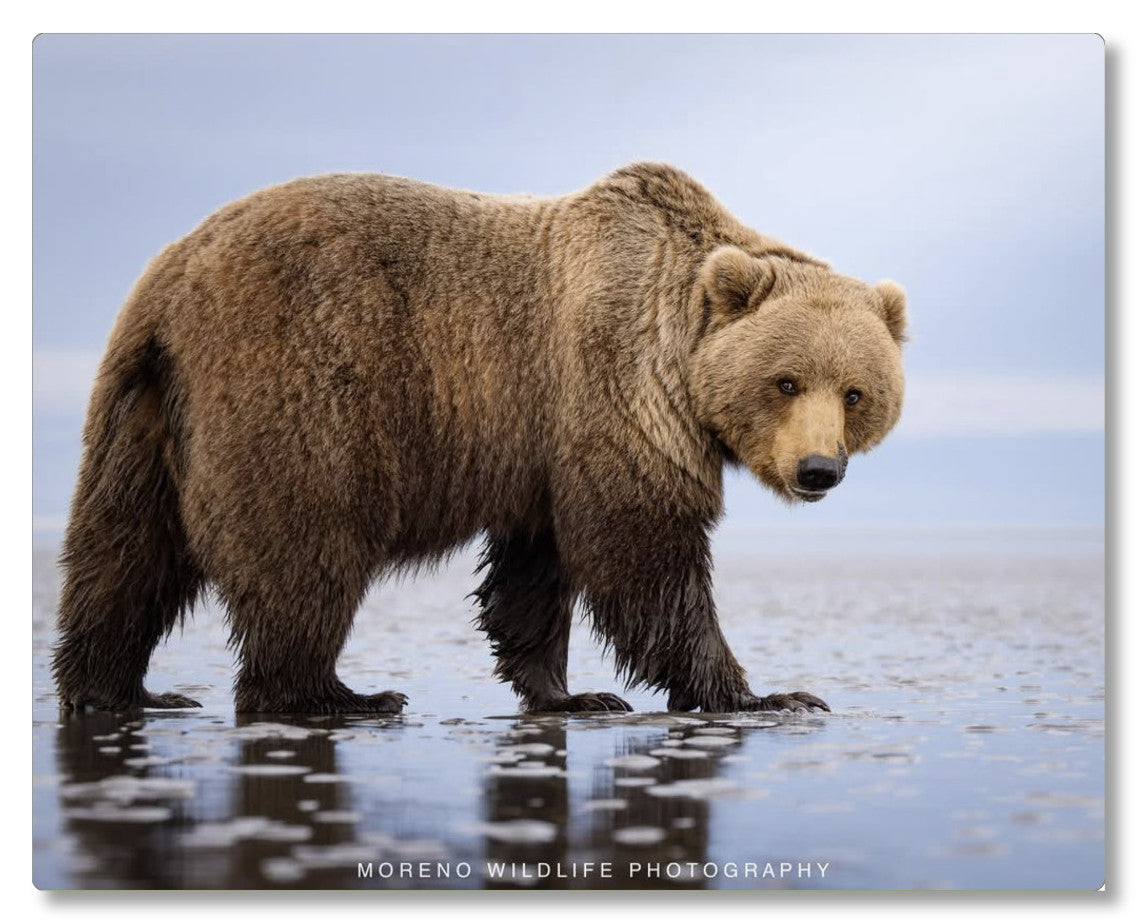 "Mudflats Bear"