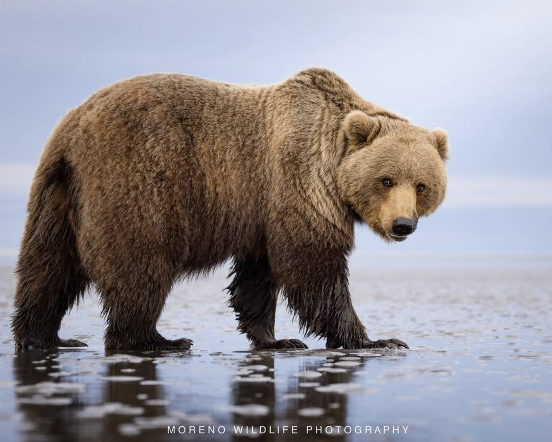 "Mudflats Bear"