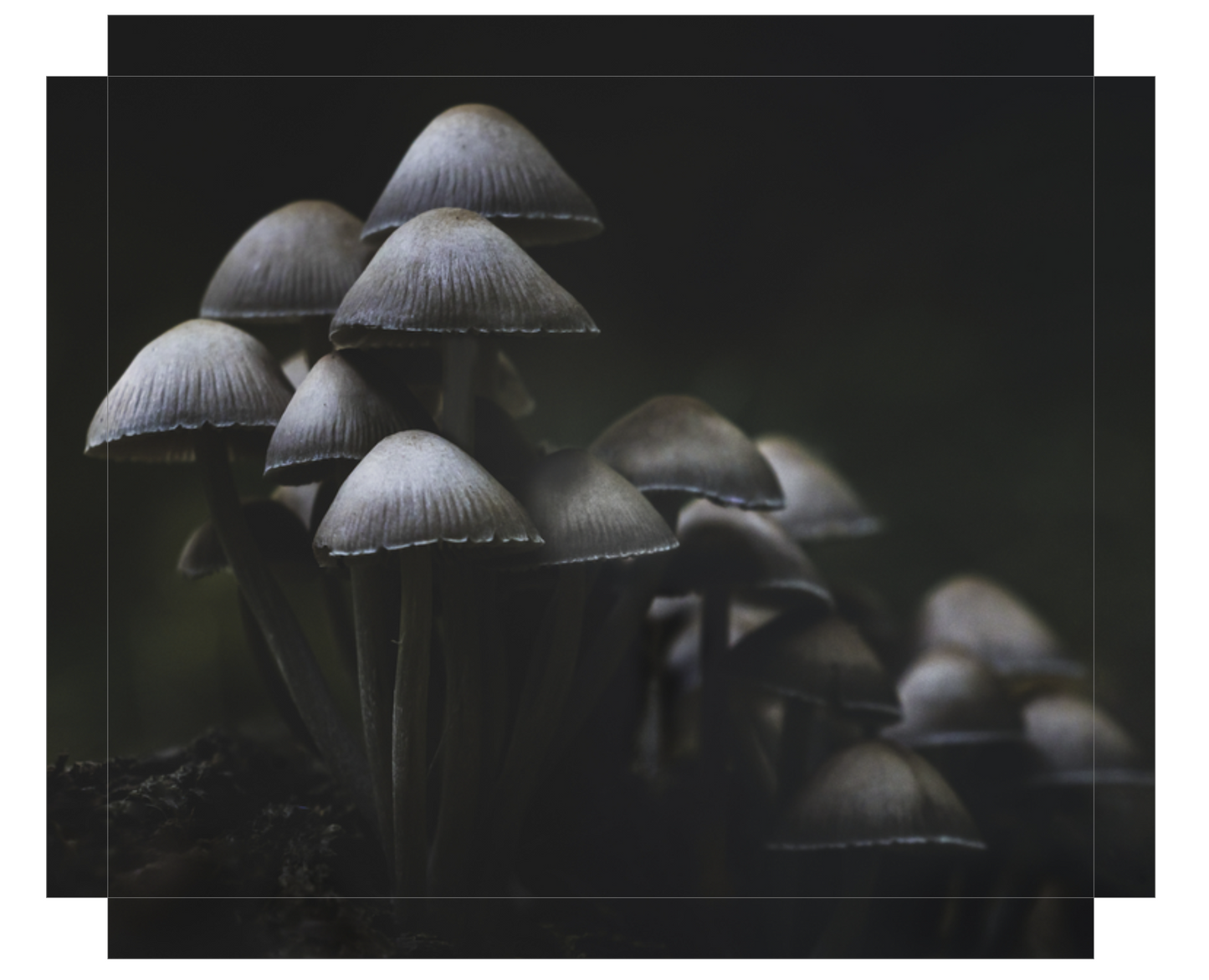 'Mushroom Love'