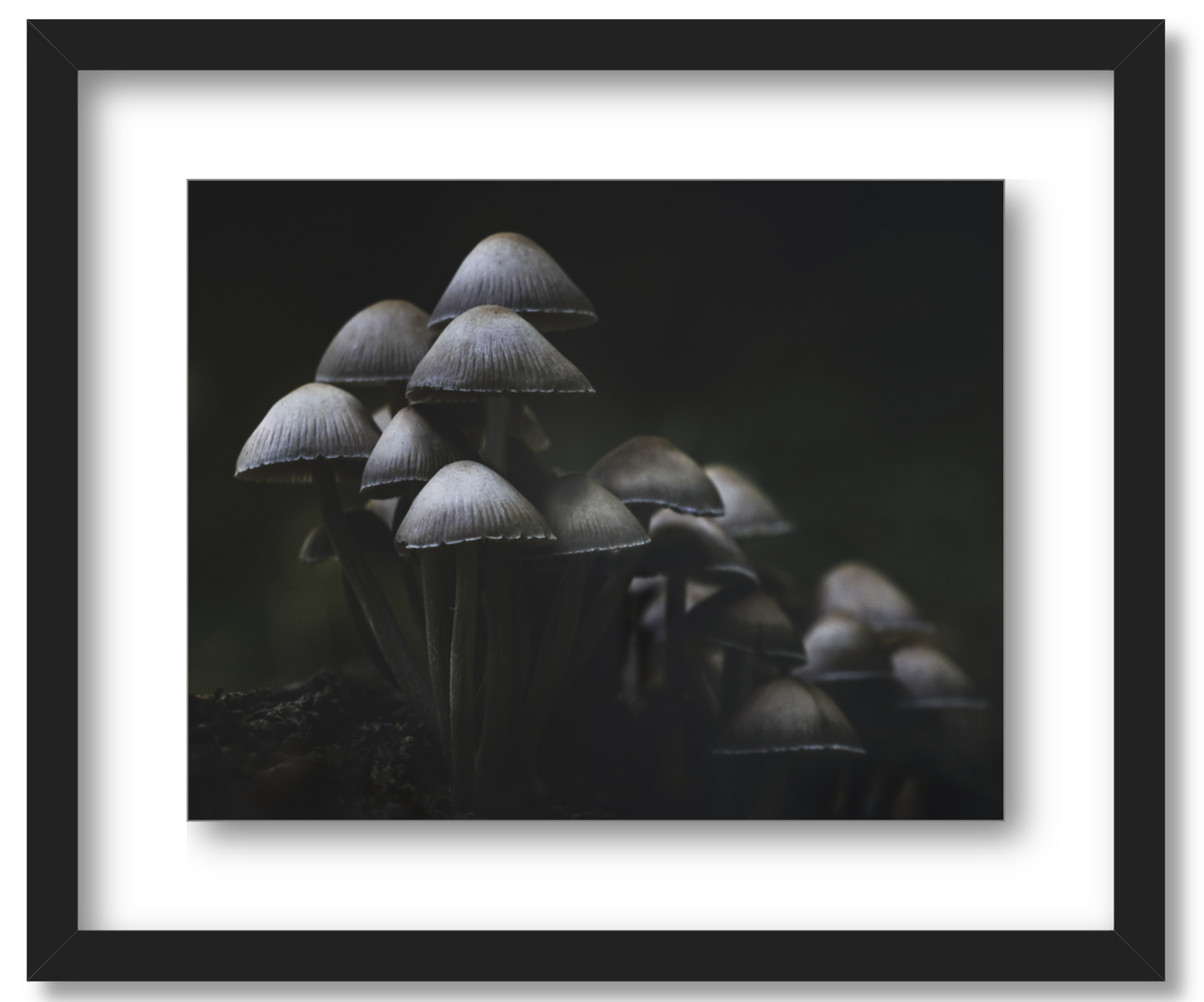'Mushroom Love'