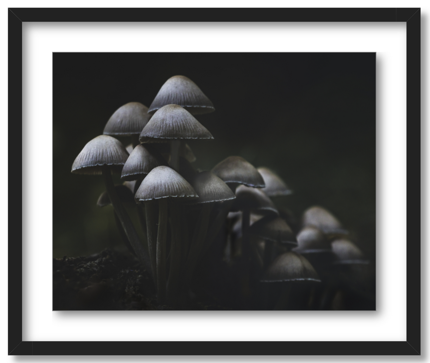 'Mushroom Love'