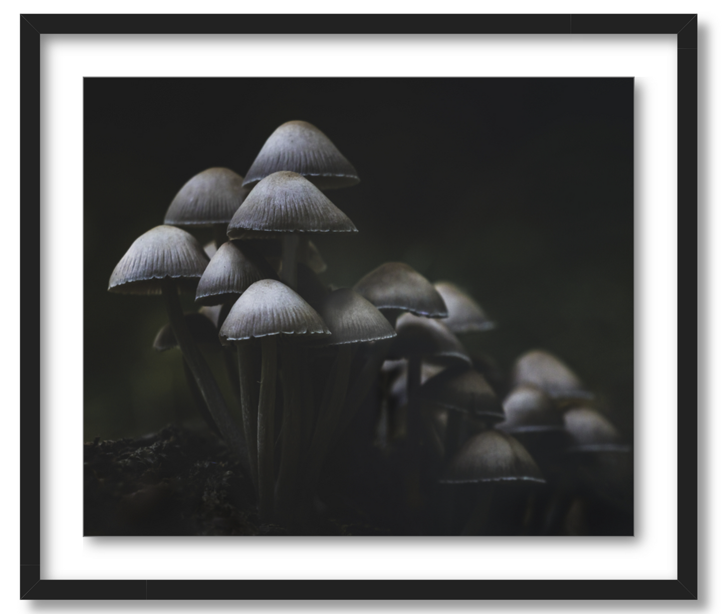 'Mushroom Love'