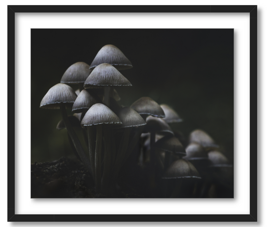 'Mushroom Love'