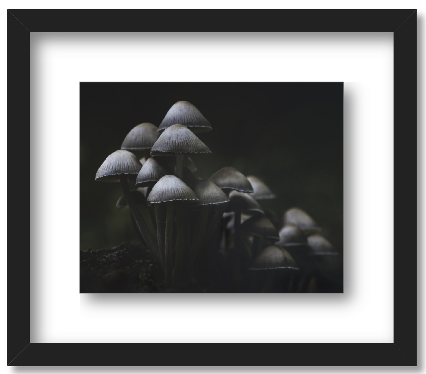 'Mushroom Love'