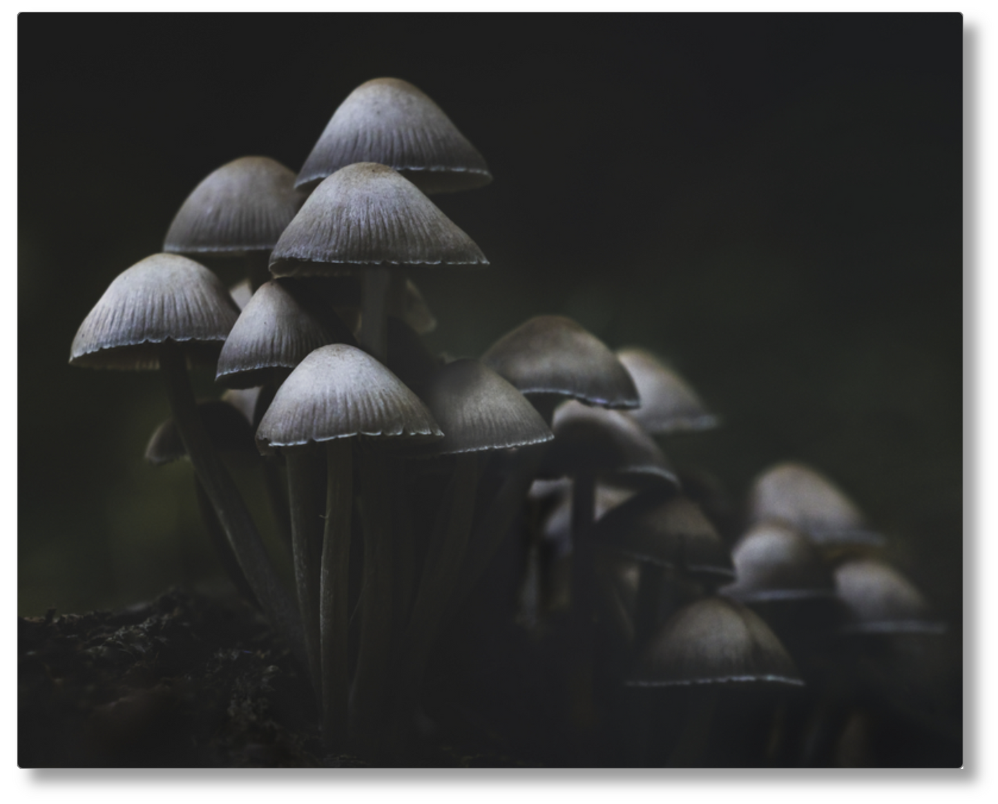 'Mushroom Love'