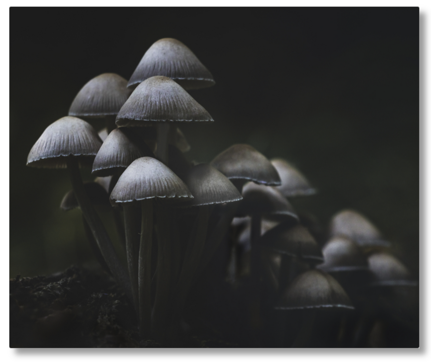 'Mushroom Love'