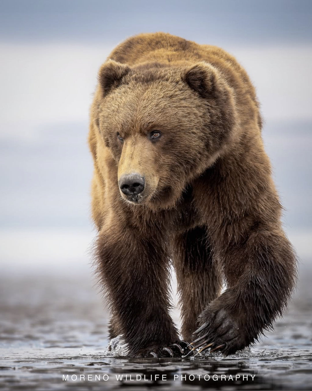 "On the Prowl"