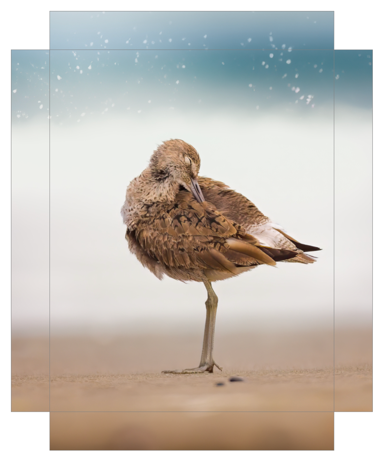 Peaceful Preening