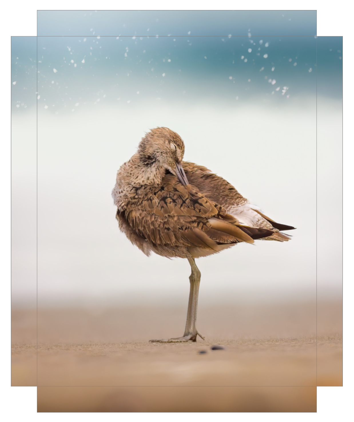 Peaceful Preening