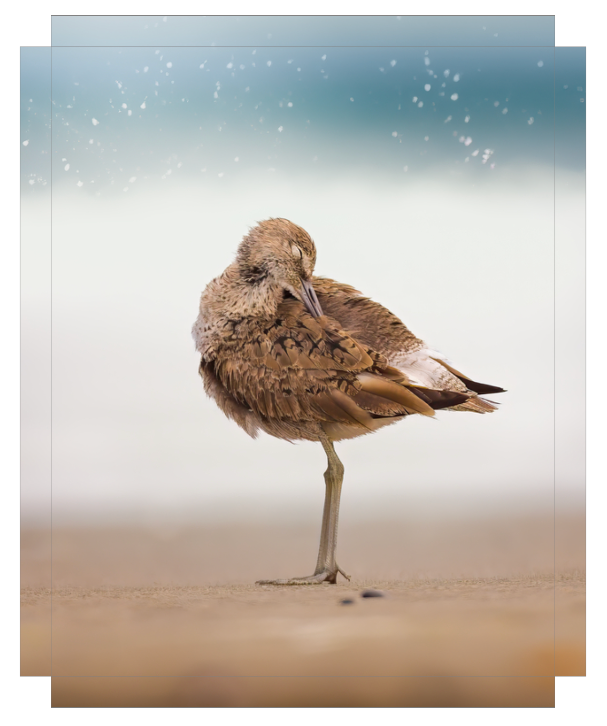 Peaceful Preening