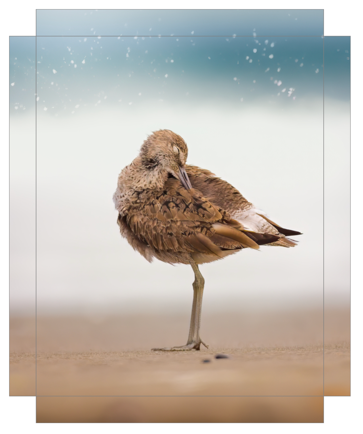 Peaceful Preening
