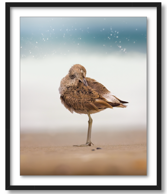Peaceful Preening