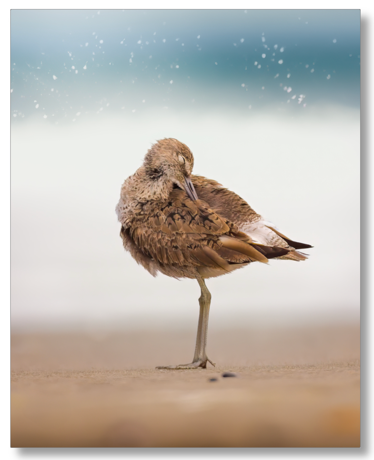 Peaceful Preening