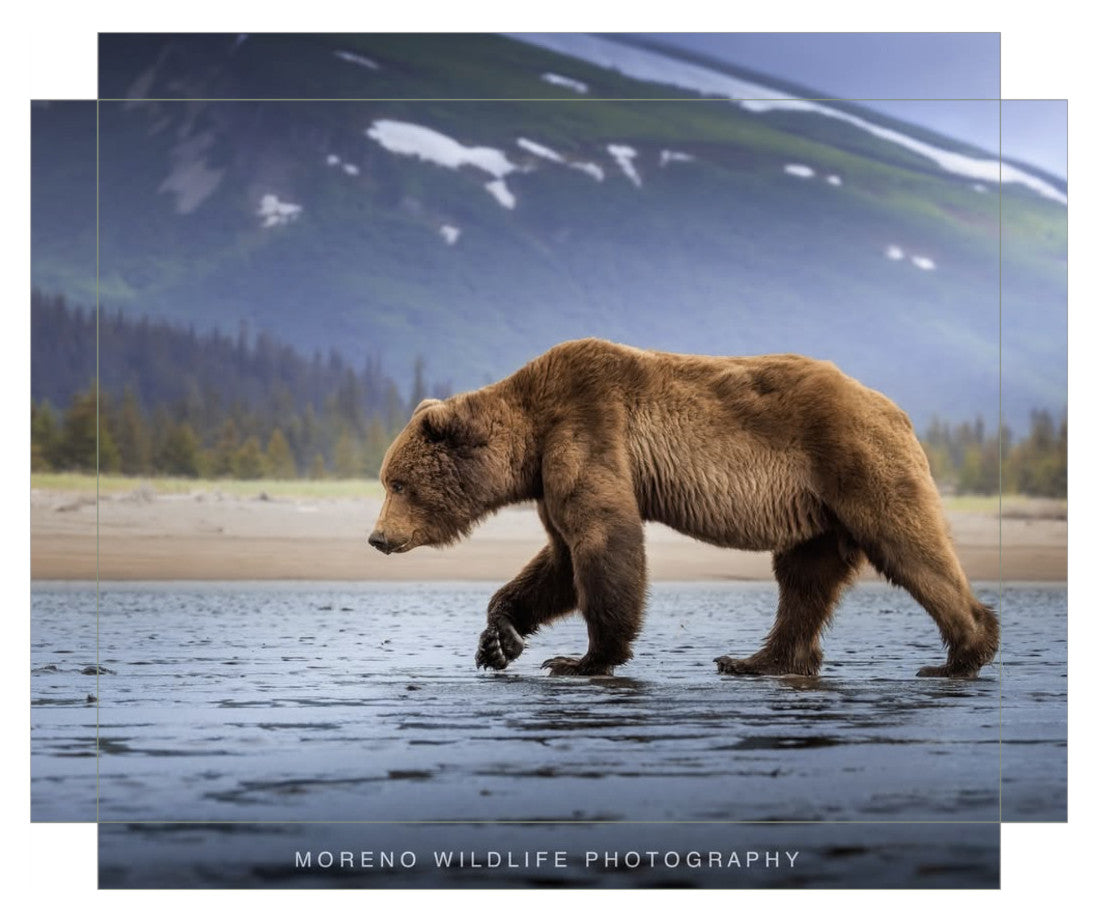 "Salt Marsh Bear"