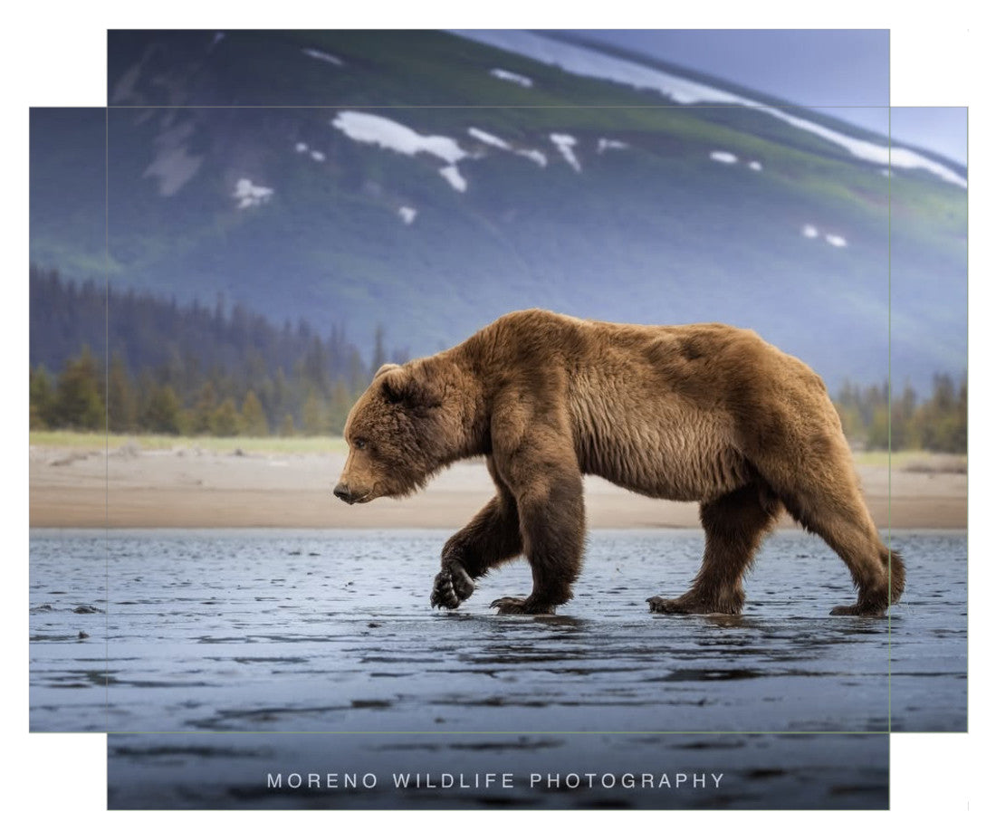 "Salt Marsh Bear"
