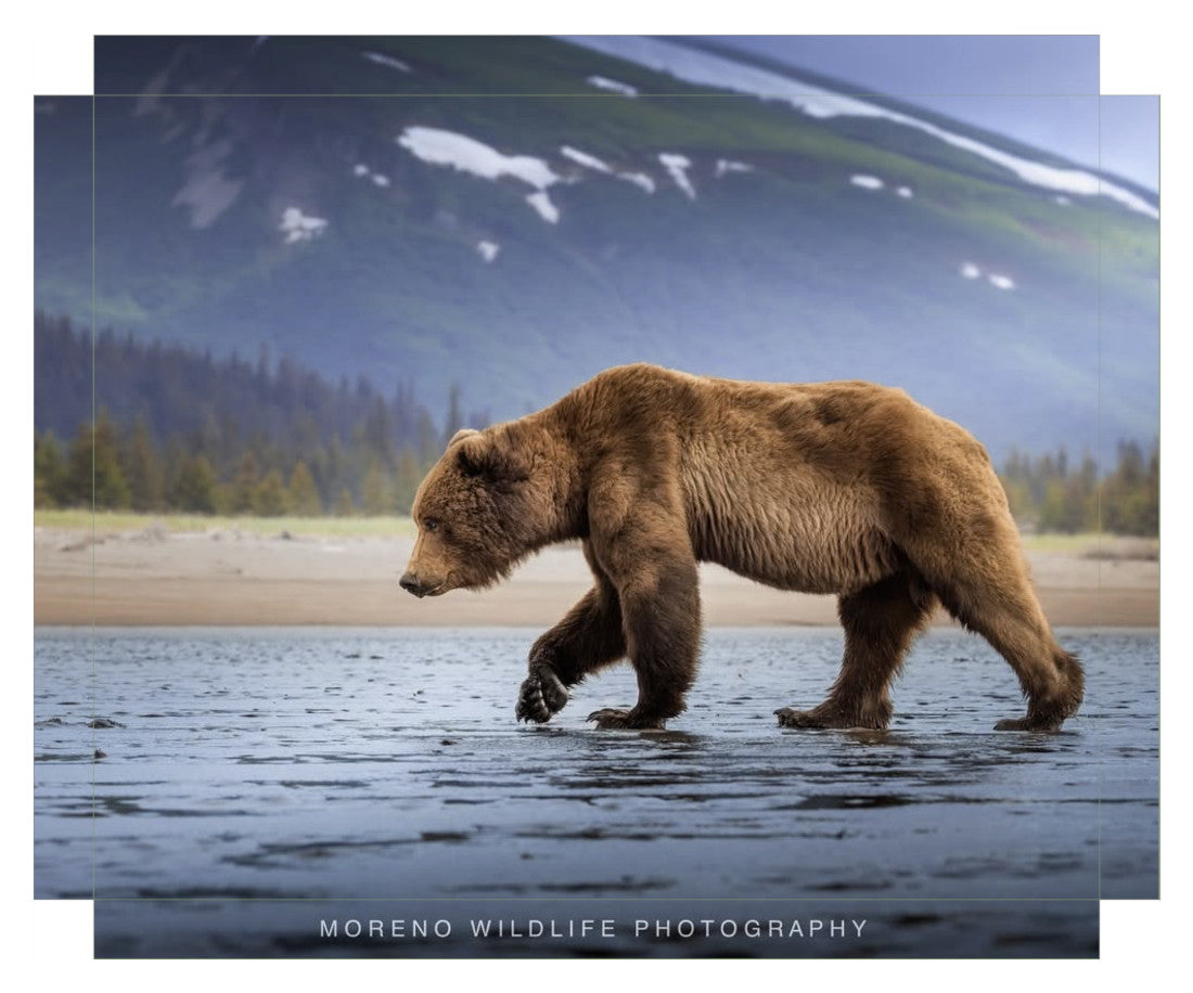 "Salt Marsh Bear"