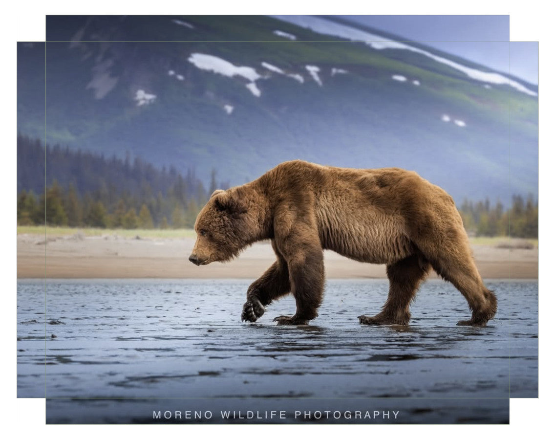 "Salt Marsh Bear"