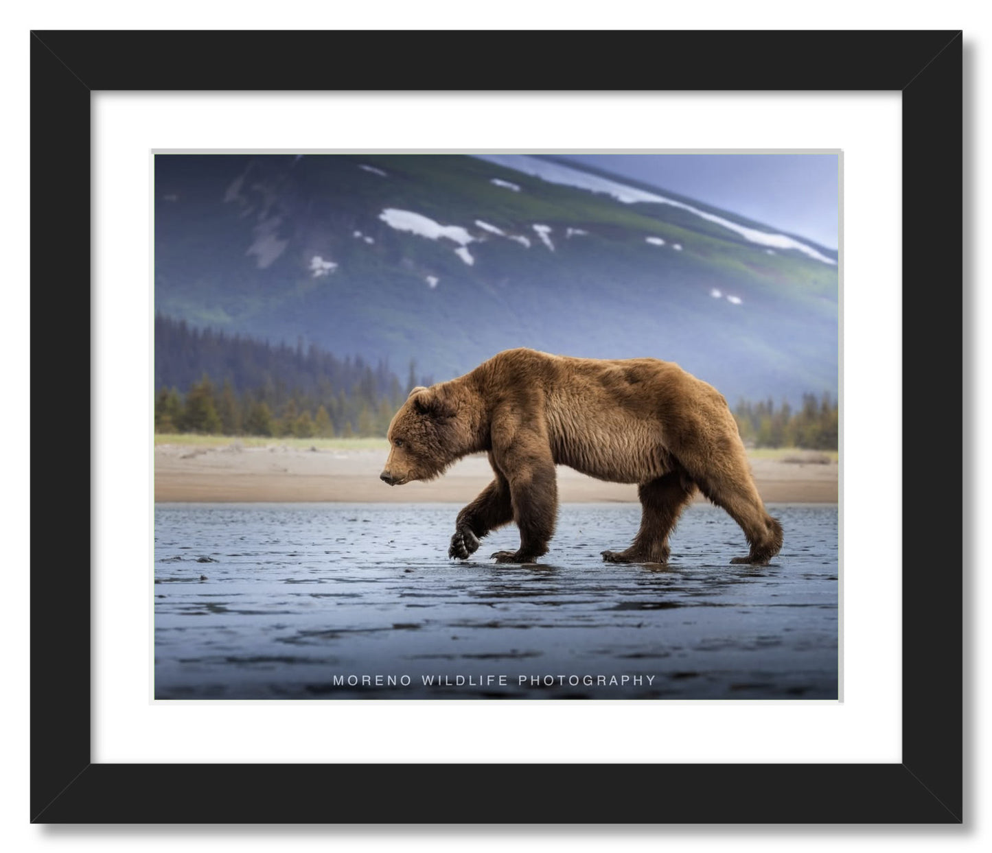 "Salt Marsh Bear"