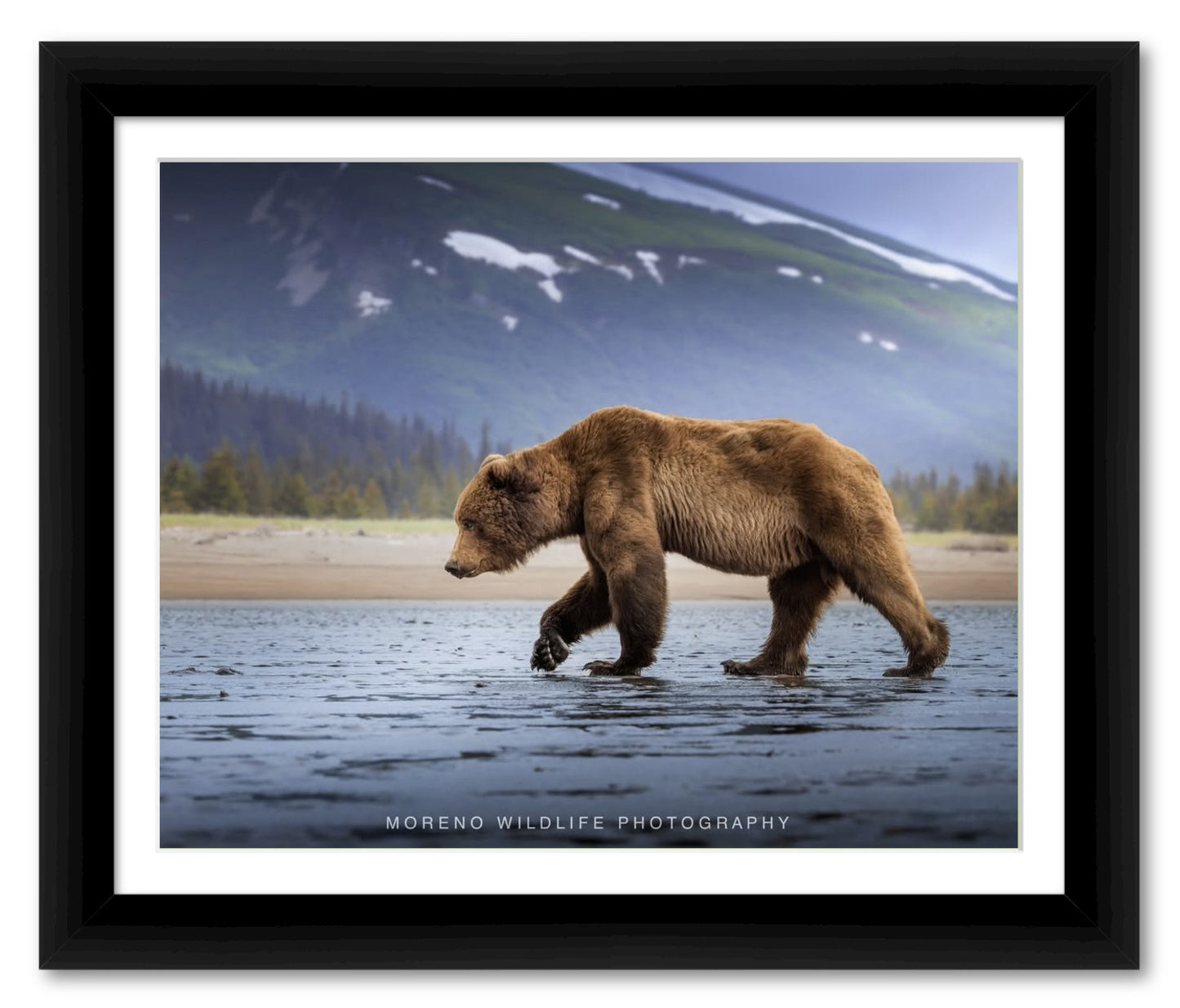 "Salt Marsh Bear"