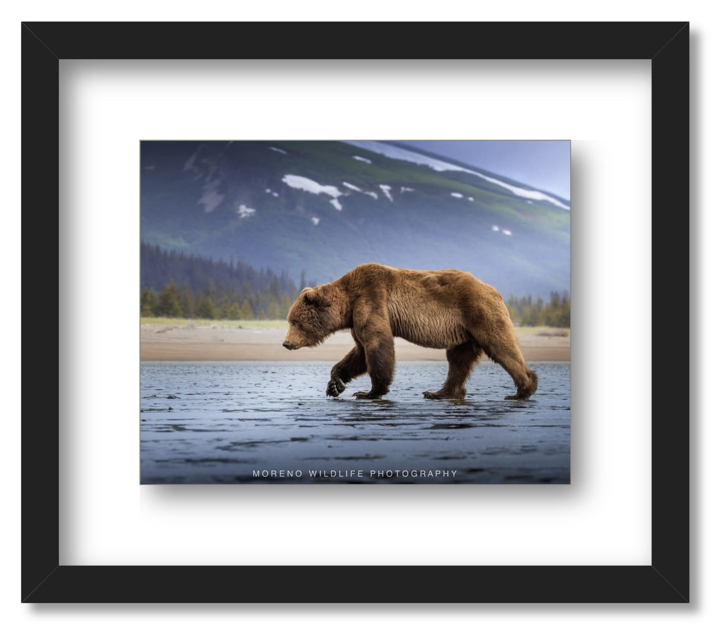 "Salt Marsh Bear"