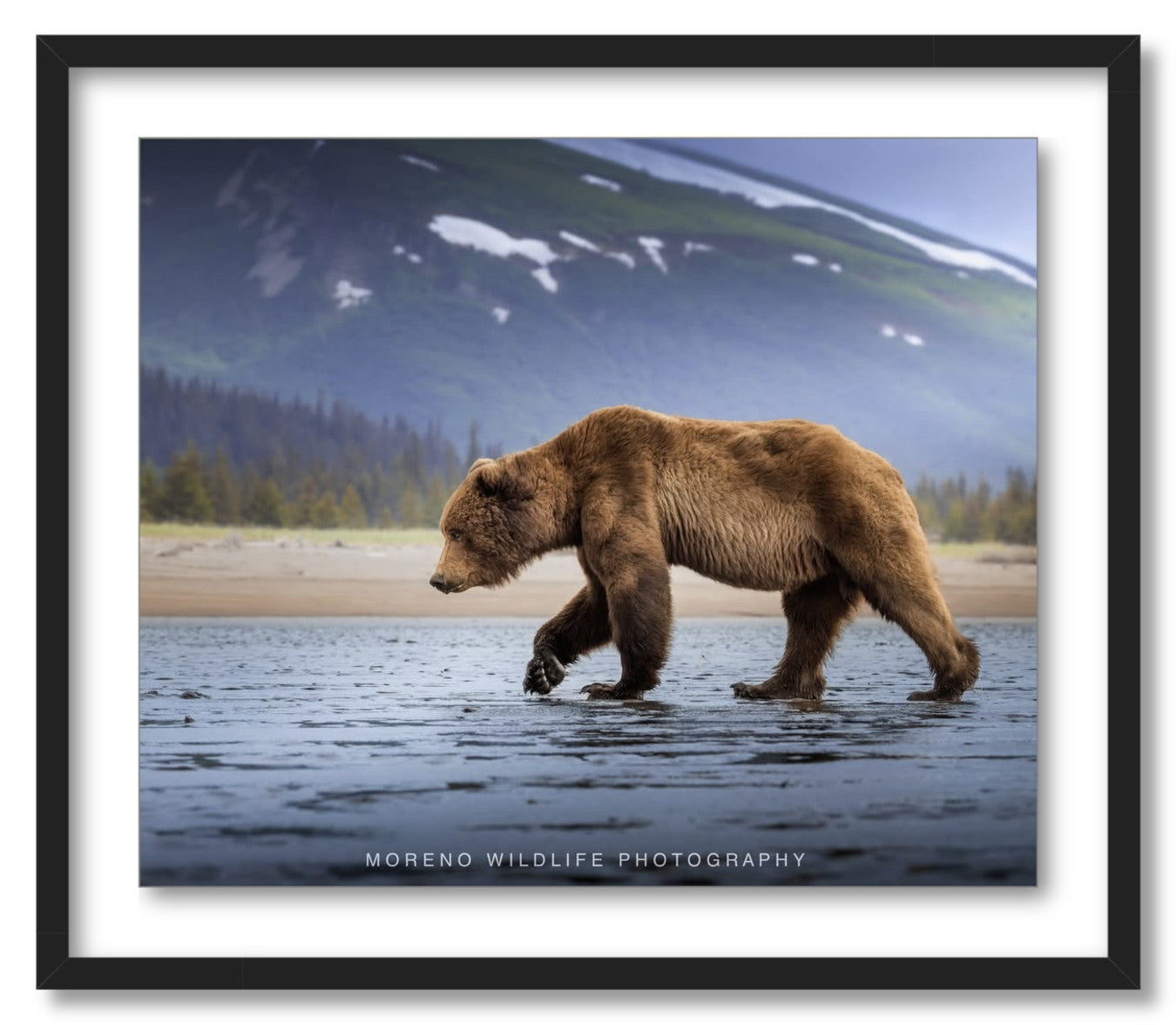 "Salt Marsh Bear"