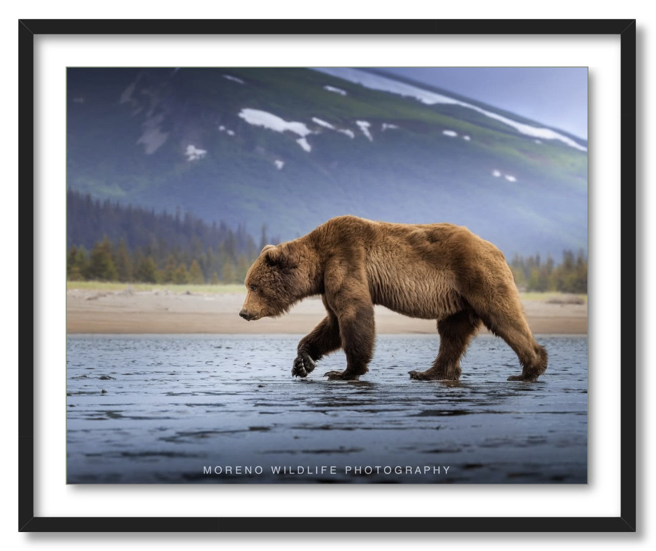 "Salt Marsh Bear"