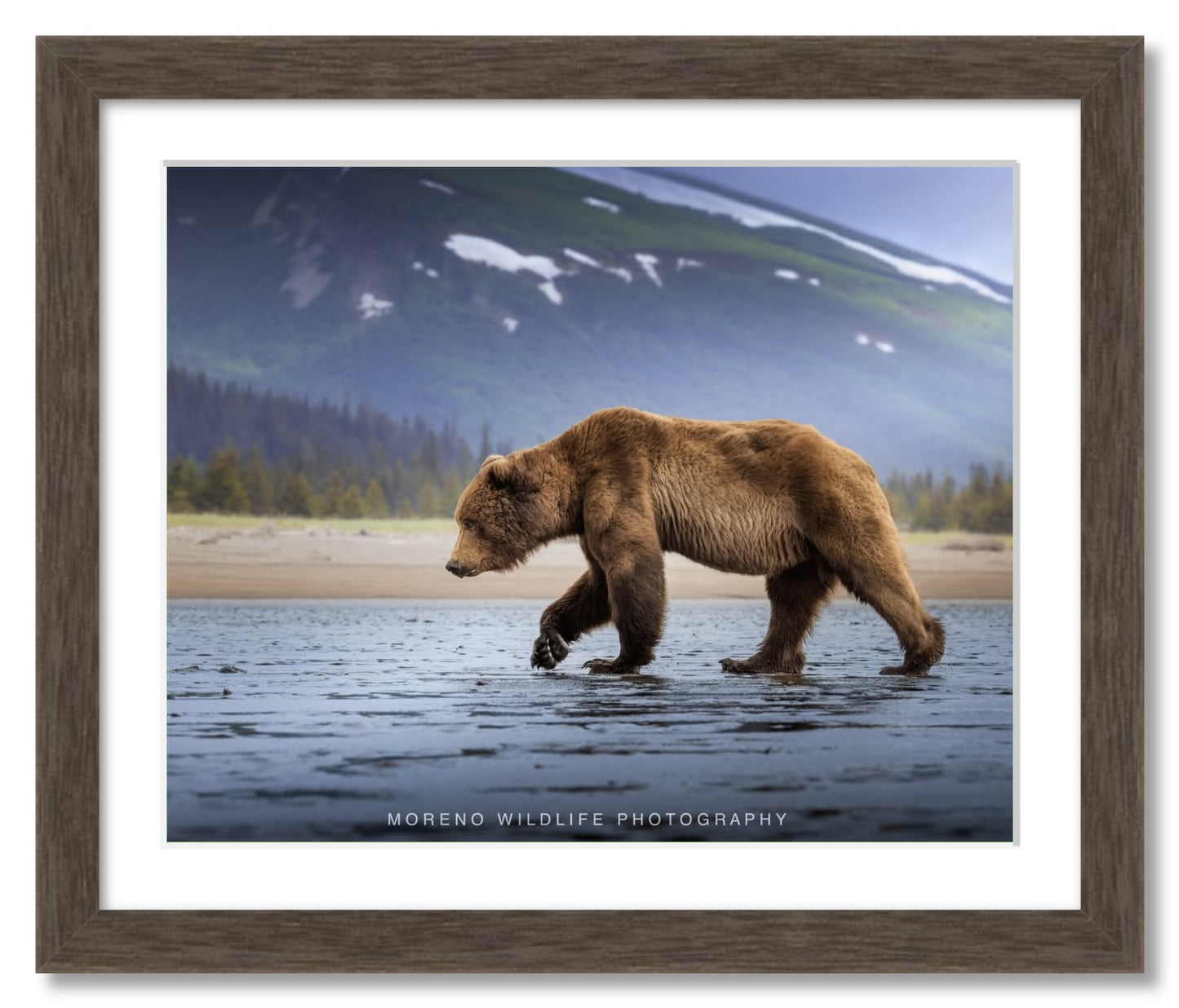 "Salt Marsh Bear"
