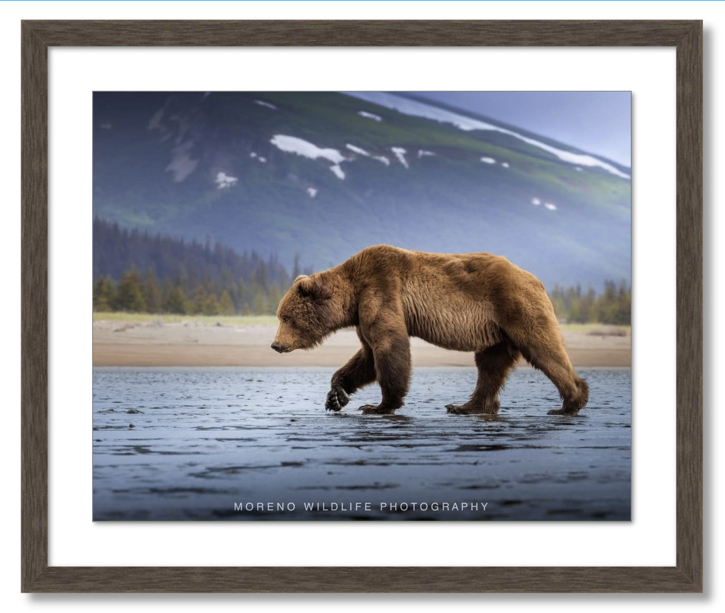 "Salt Marsh Bear"