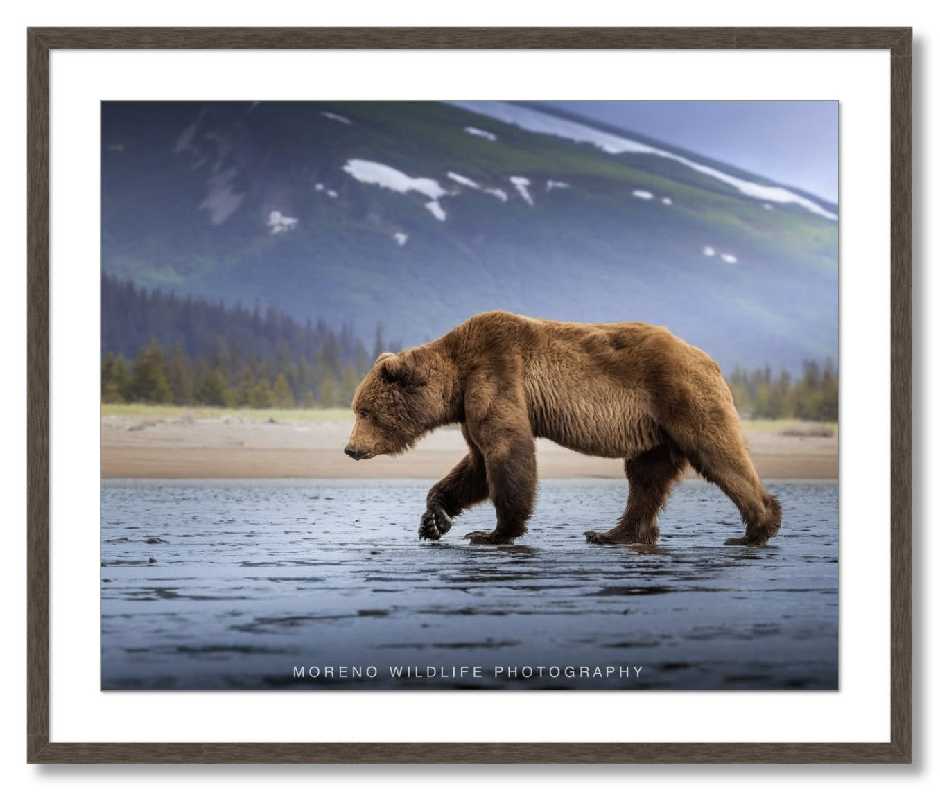 "Salt Marsh Bear"