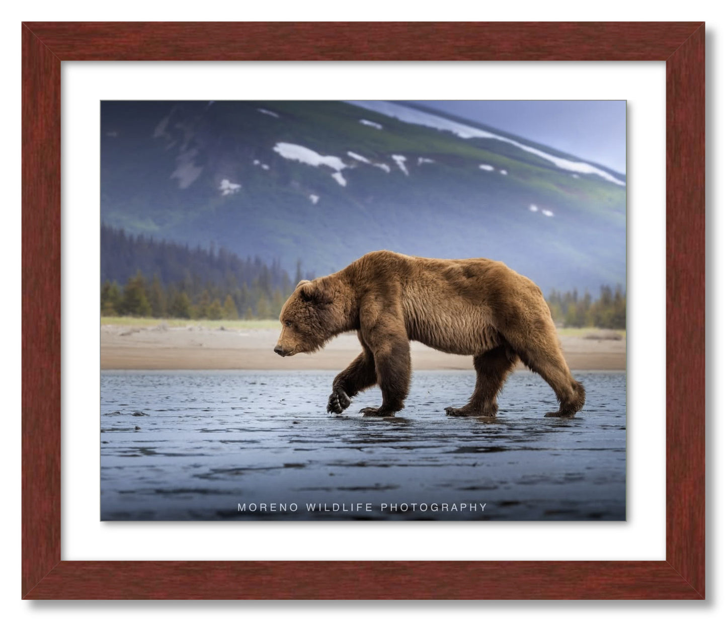 "Salt Marsh Bear"