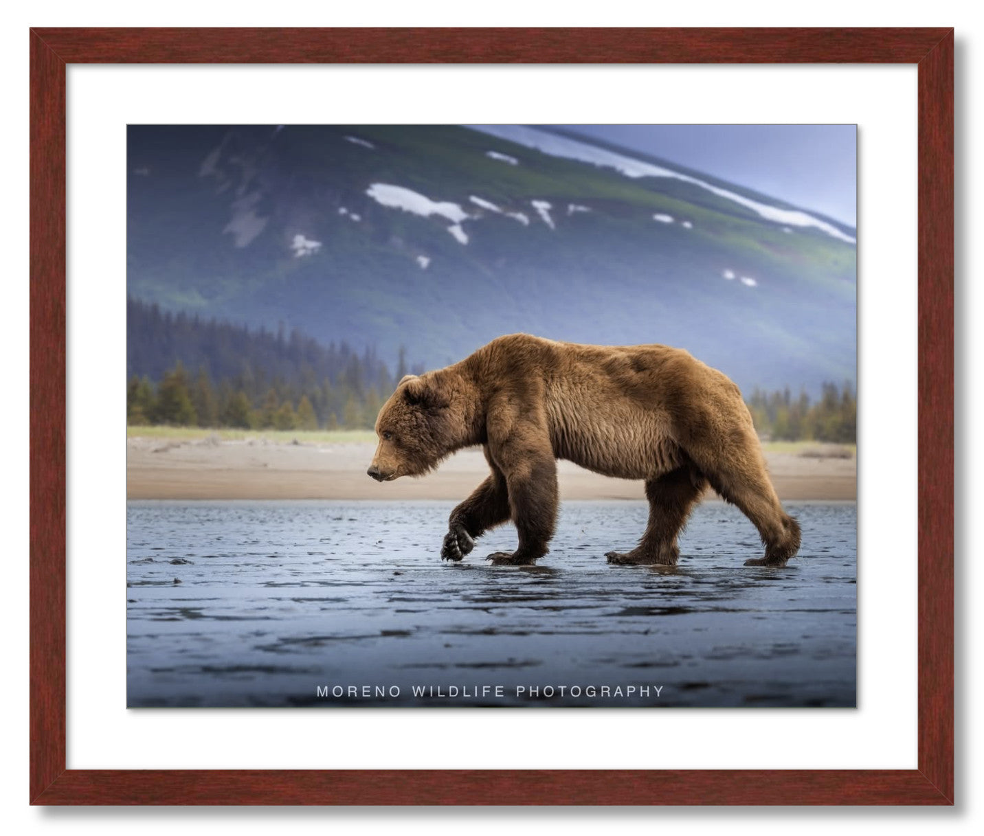 "Salt Marsh Bear"