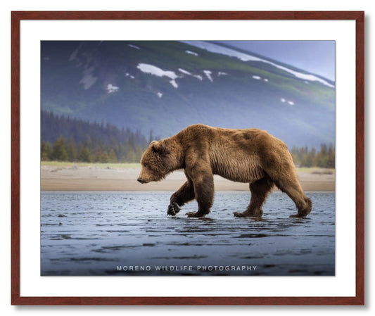 "Salt Marsh Bear"