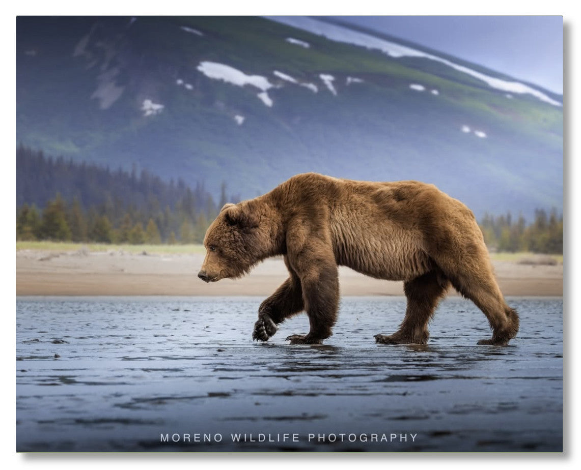 "Salt Marsh Bear"