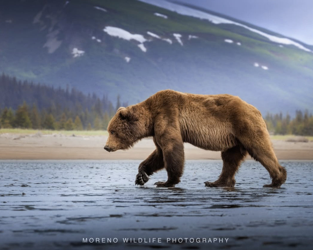 "Salt Marsh Bear"