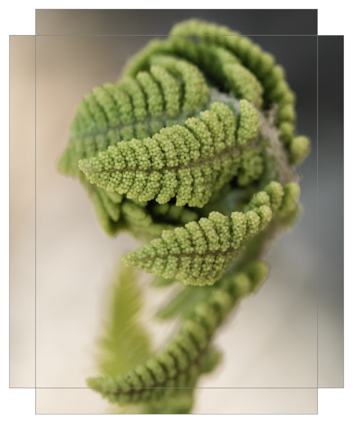 Budding Fern