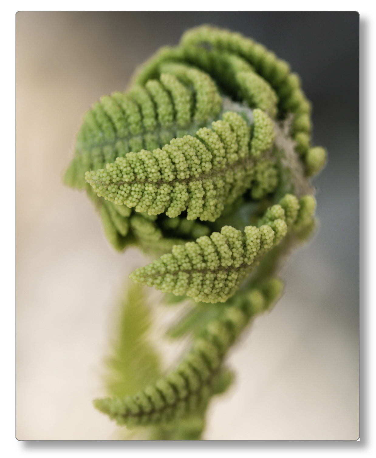 Budding Fern