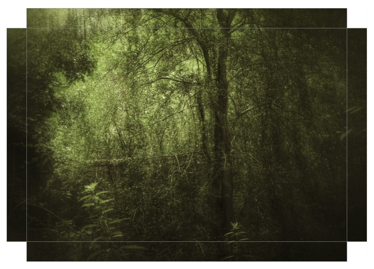 Dark Forest