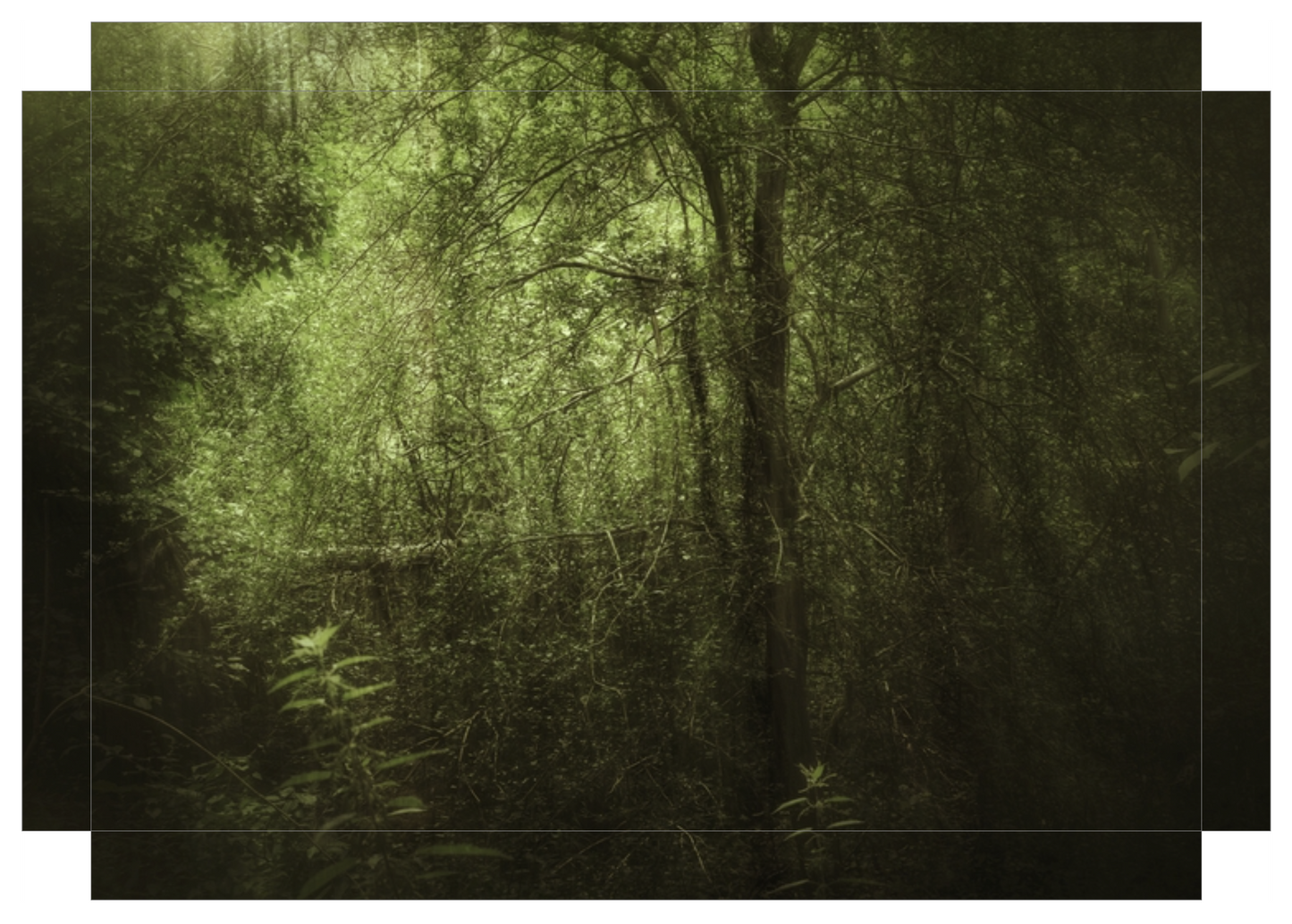 Dark Forest