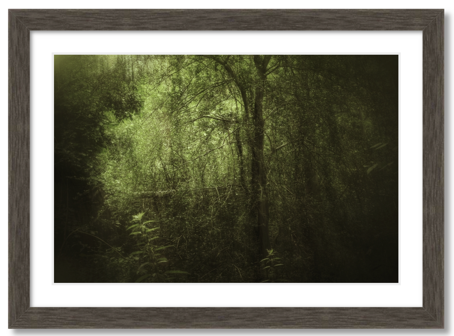 Dark Forest