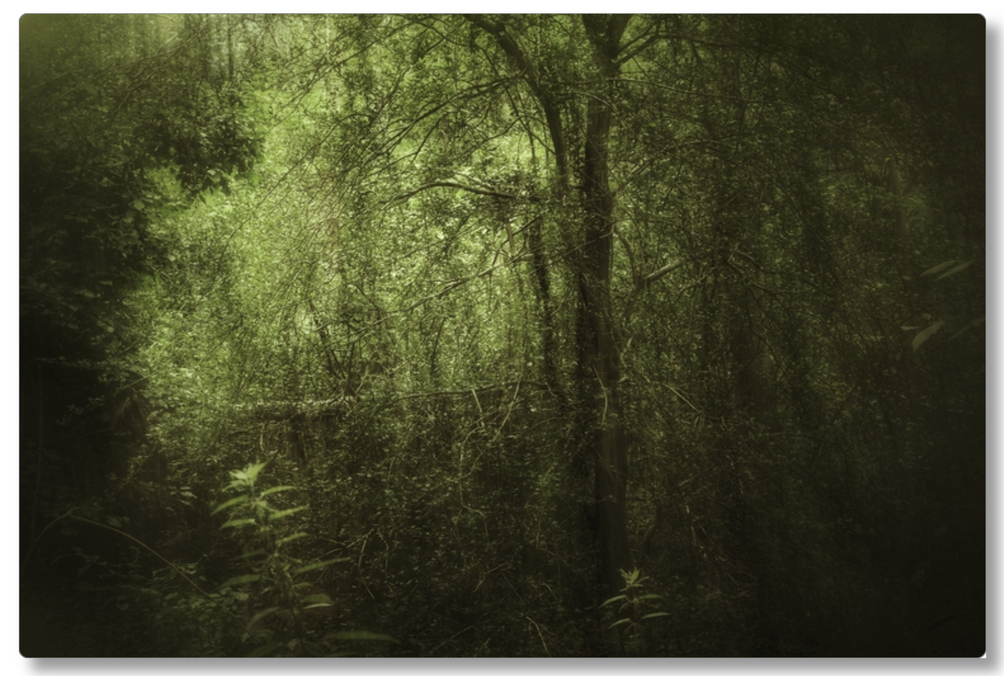 Dark Forest