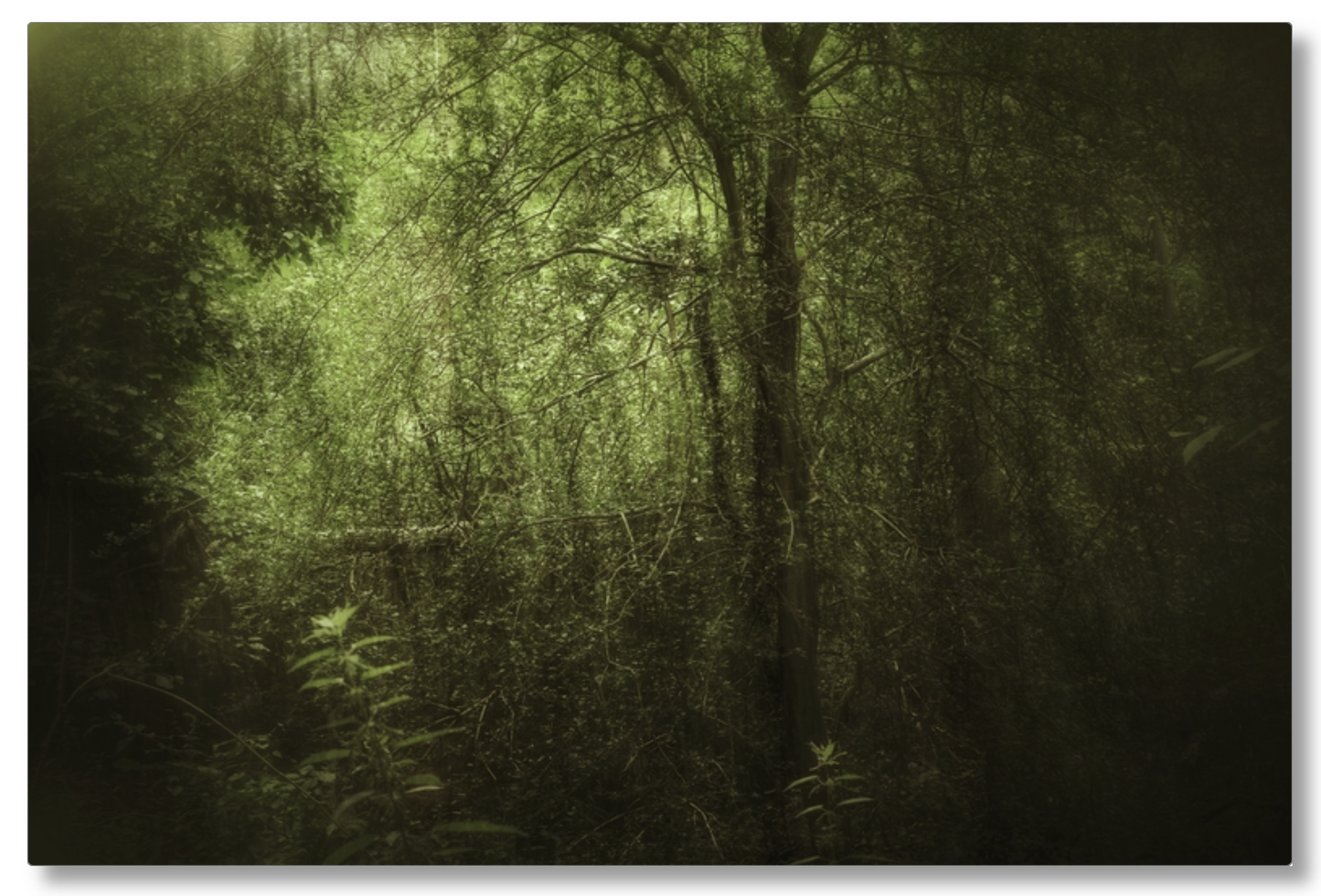 Dark Forest