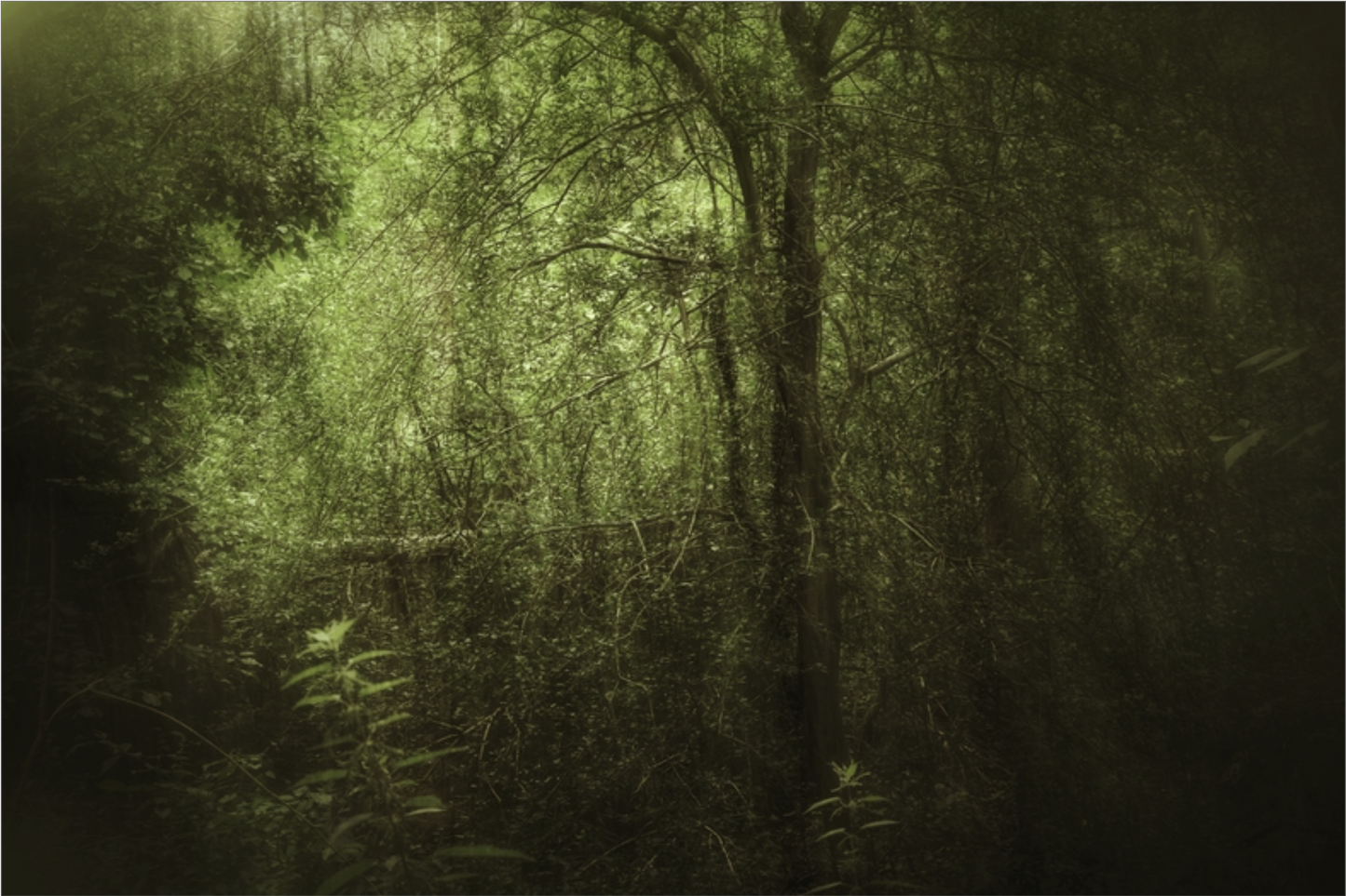 Dark Forest