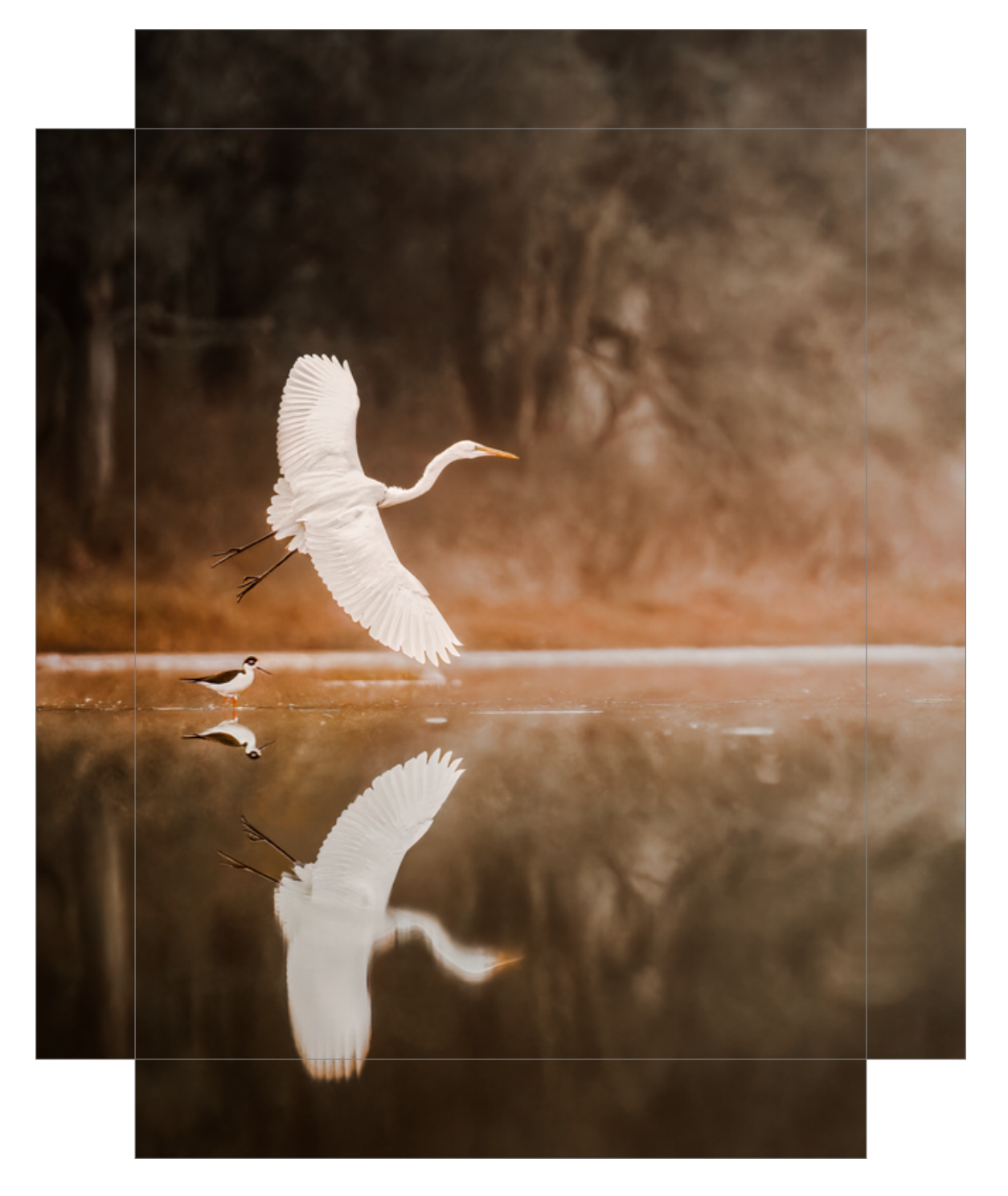 'Egret in Flight'