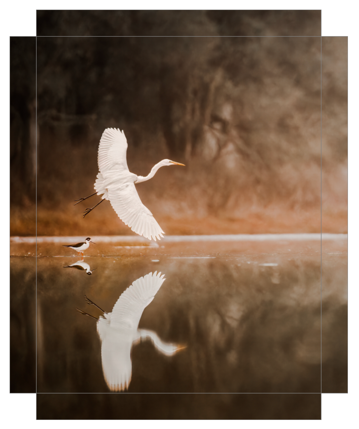 'Egret in Flight'