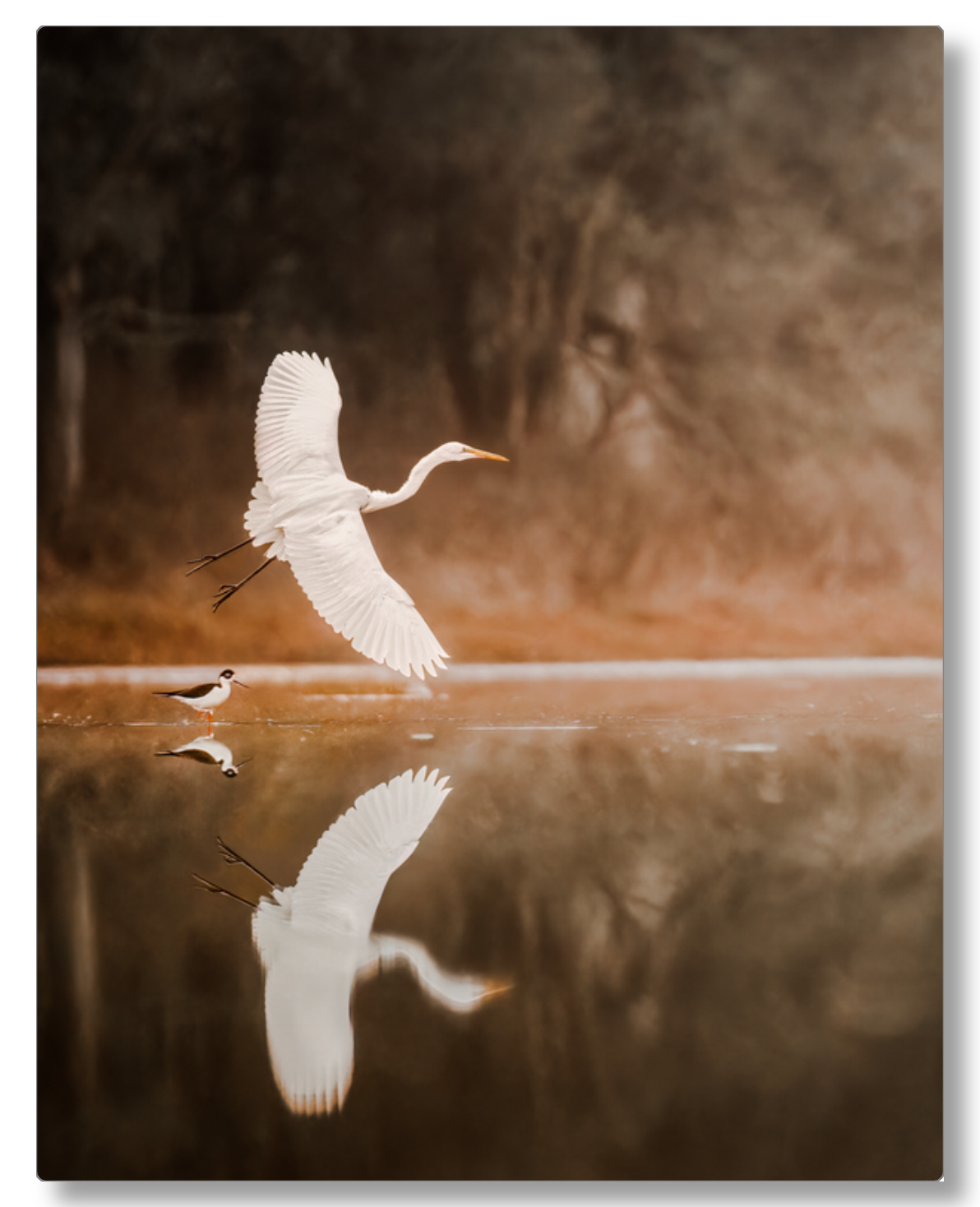 'Egret in Flight'