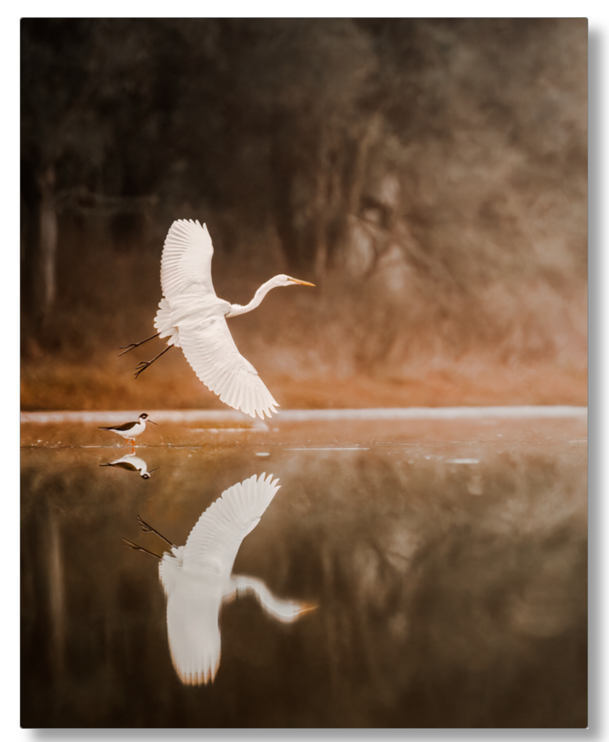 'Egret in Flight'