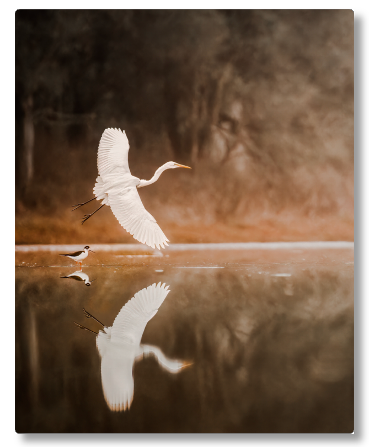 'Egret in Flight'
