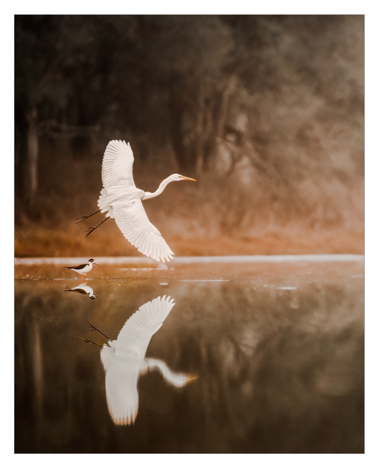 'Egret in Flight'
